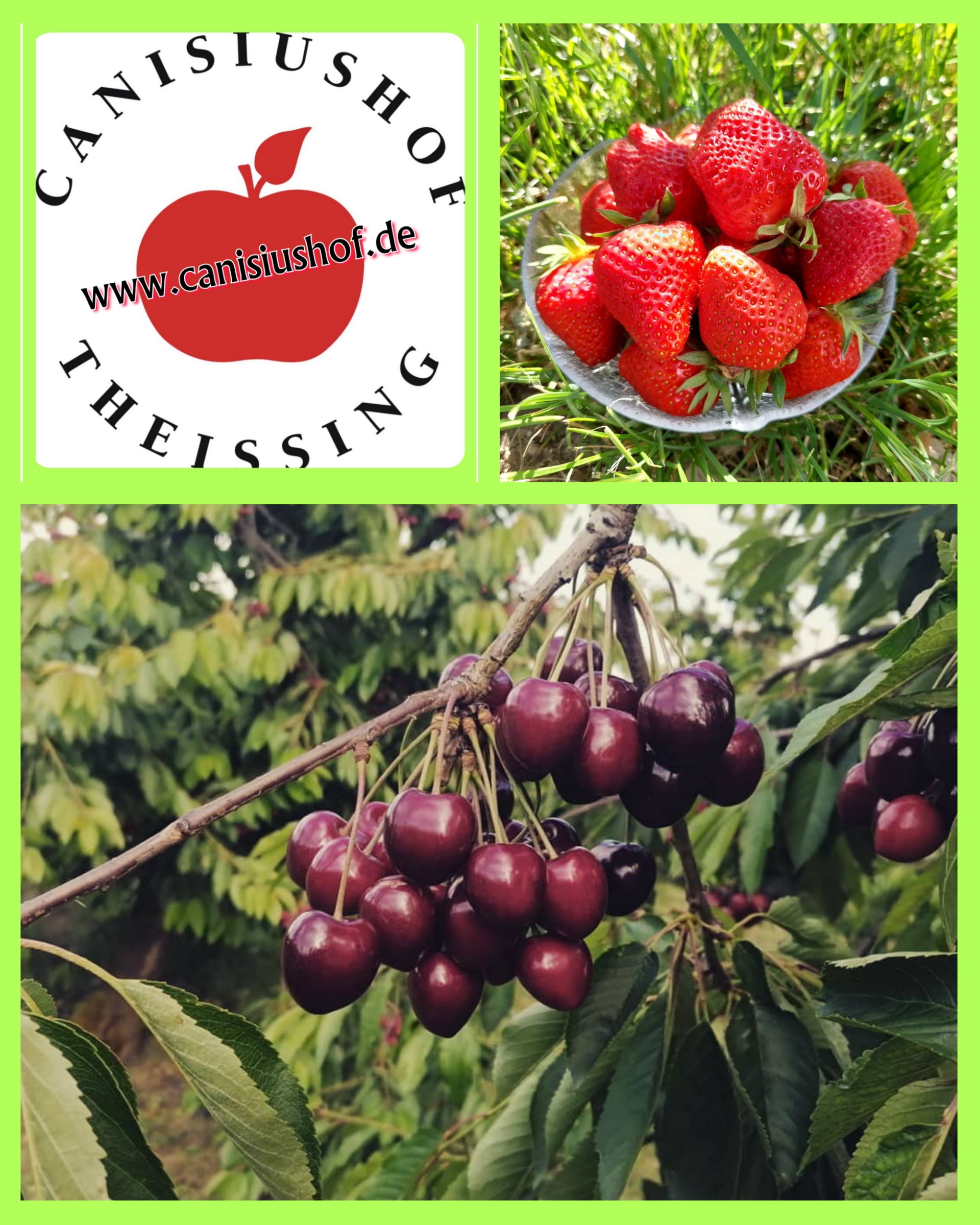 Canisiushof Theissing - Die ersten süßen Früchte sind reif !! 