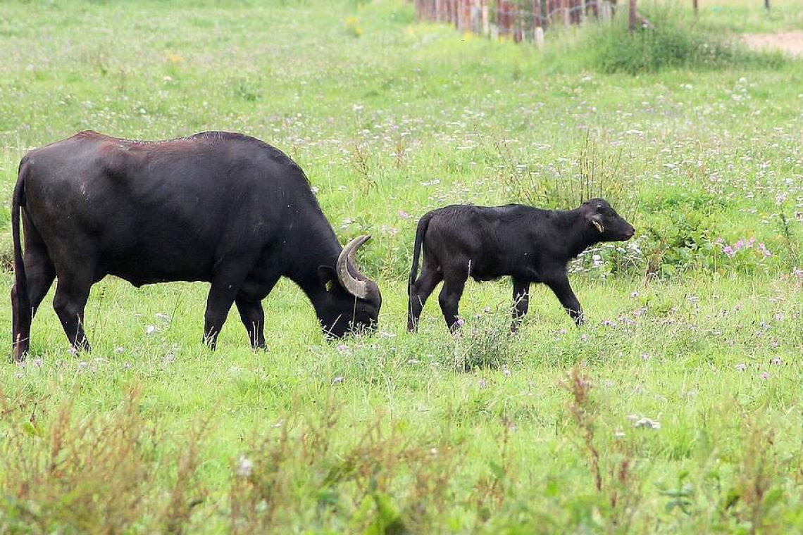 Bauernverband fordert schnelles Handeln wegen Maul- und Klauenseuche 