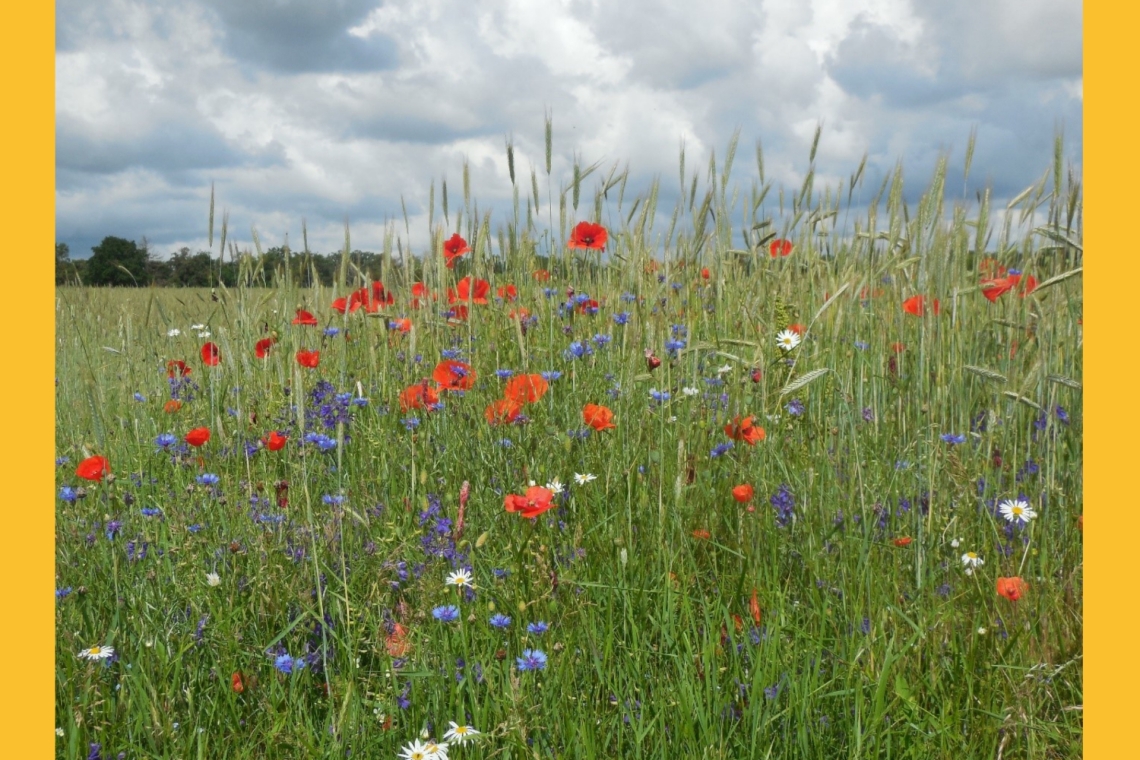 Vertragsnaturschutzprogramm Offenland 2025 