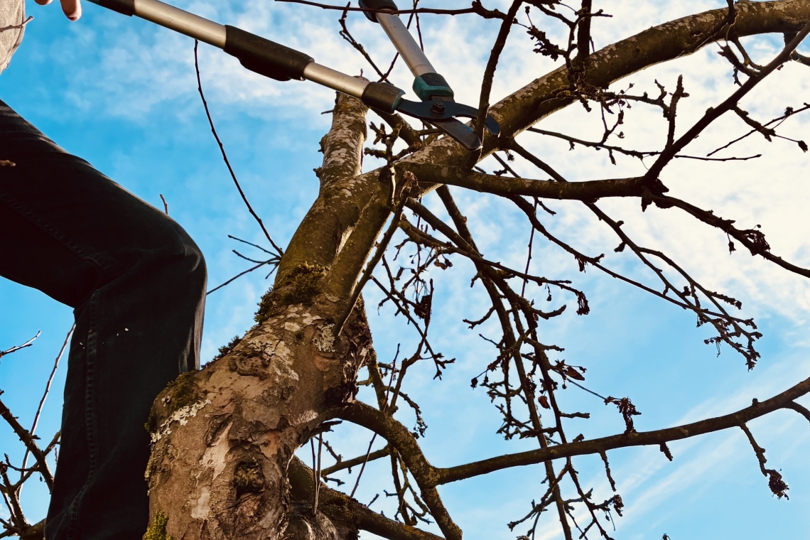 Obstbaumschnitt-Kurs im Jura-Bauernhof-Museum