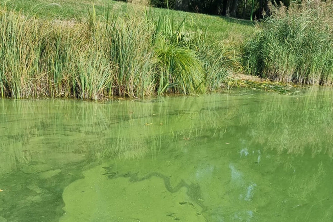 Blaualgen in Badegewässern - Schwenkweiher und Kempesee betroffen