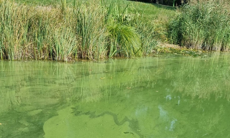 Blaualgen in Badegewässern - Schwenkweiher und Kempesee betroffen