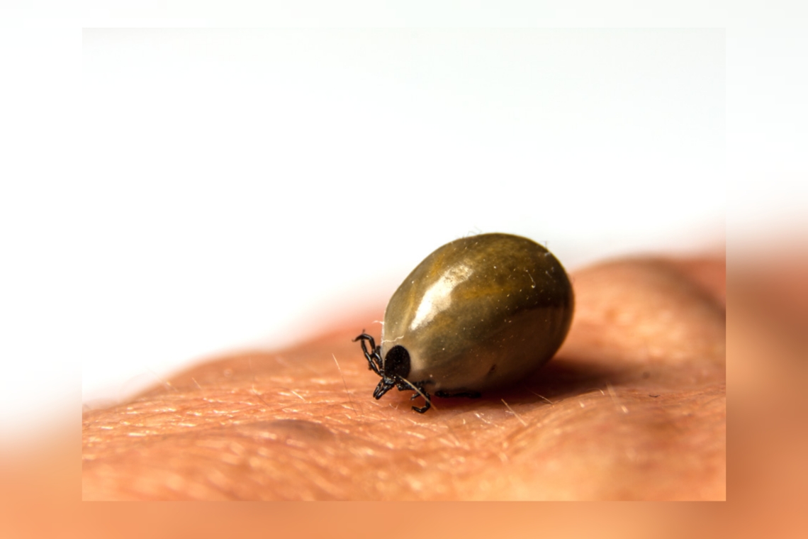 Mehr Borreliose-Fälle nach Zecken-Stichen in Bayern 
