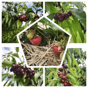 🍓🍒 Endspurt bei den Erdbeeren – Süßkirschen starten durch! 🍒🍓