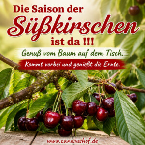 A K T I O N: Kirschen zum selberpflücken! Dienstag und Freitag von 8 bis 14 Uhr!